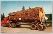 Postcard Giant Fir Log Oregon