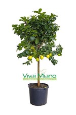 Pianta limone - (vaso,