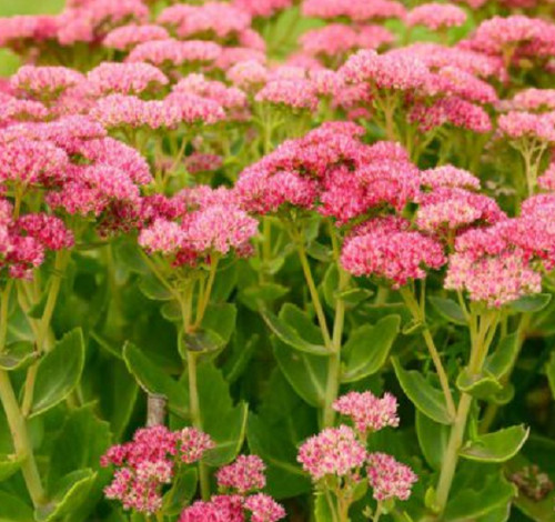 500 semi sedum rosa - 500,