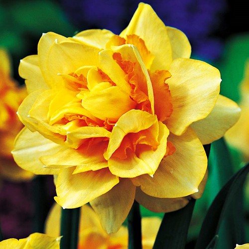 Narcisi bulbi fiori - narcisi, cipolle