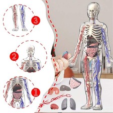Modello del corpo umano per