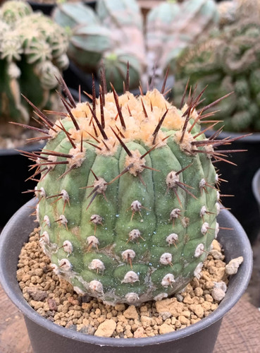 1pcs copiapoa cinerea - copiapoa,