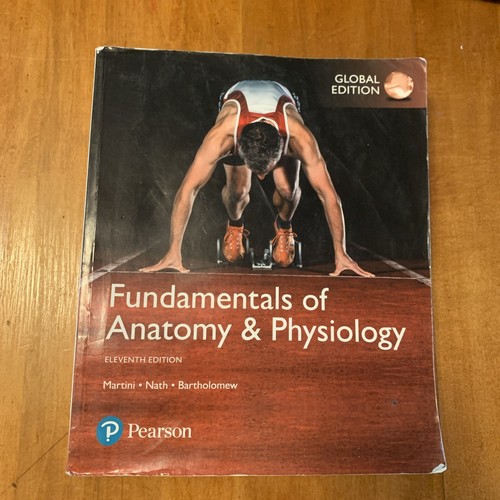 Fundamentals anatomy - fundamentals, of