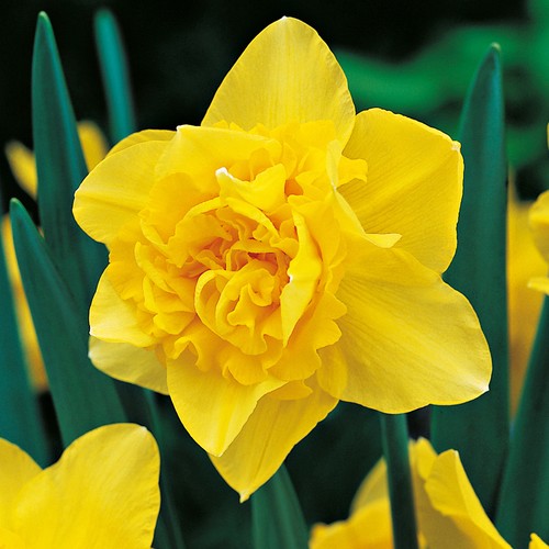 Narcisi bulbi fiori cipolle - di,