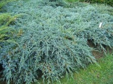 Ginepro cinese Juniperus