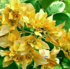 20 Semi Bouganvillea Giallo