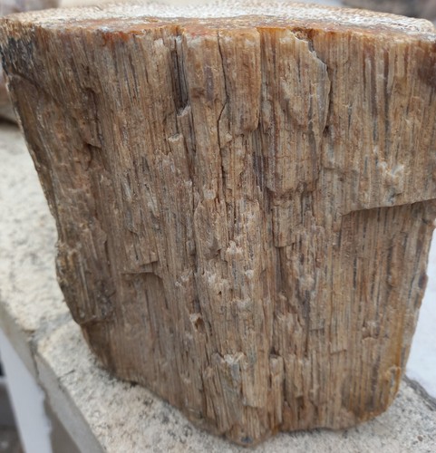 Legno fossile parte - fossile,