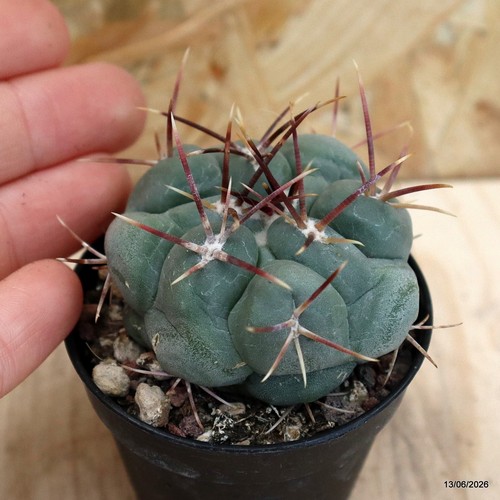 Thelocactus hexaedrophorus