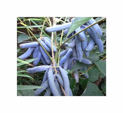 Decaisnea insignis albero - 3x,