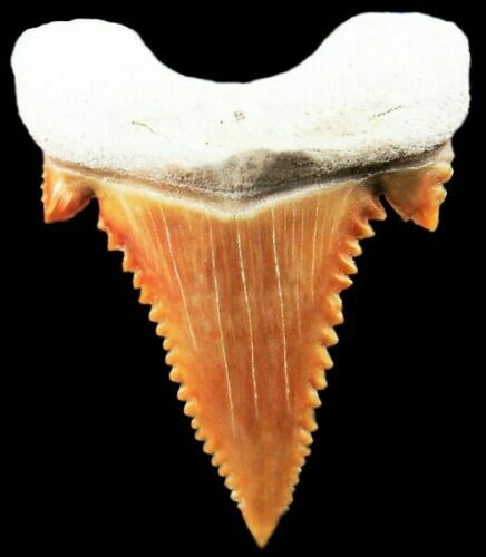 Palaeocarcharodon dente - palaeocarcharodon,