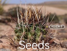 Sclerocactus semi di frusta