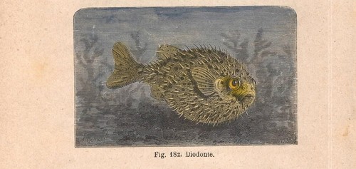 Stampa pesce istrice diodonte - stampa,