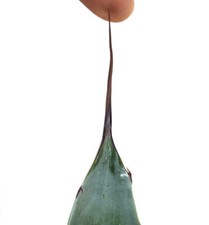 Agave cerulata X Agave eborispina BLUASTRA - NO variegata