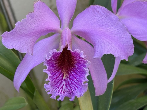 Cattleya species lavender - cattleya, 'lavender