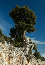 CUPRESSUS SEMPERVIRENS -