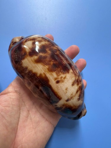 129 cypraea testudinaria - mm,