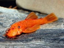 ?​OFFERTISSIMA?​ ANCISTRUS SUPER RED / BLACK / GOLD LORICARIDI +MANGIME ?​?​