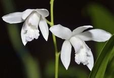 Orchidea giardino bletilla - orchidea,