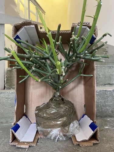 Bonsai euphorbia tirucalli - tirucalli,