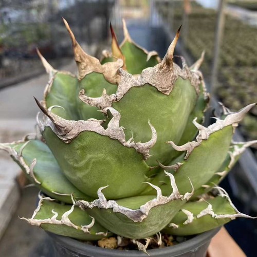 Agave titanota cesare - agave,