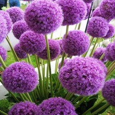 Bulbi di fiori cipolle fiori