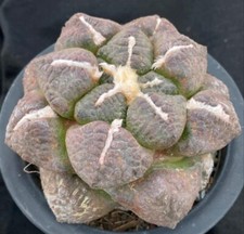  Rara pianta SucculentaLive