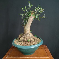PRE BONSAI  DI OLIVASTRO