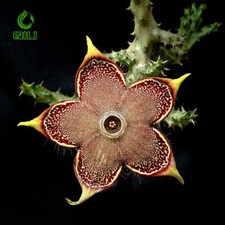 Edithcolea grandis piante