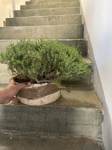 Bonsai timo thymus - bonsai, timo.