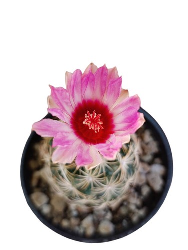 Thelocactus bicolor pianta - bicolor,