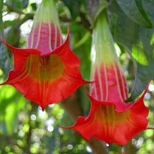BRUGMANSIA SANGUINEA - TROMBA DELL'ANGELO ROSSO, 7 semi + OMAGGIO