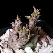Orbea nardii - 3.25" pot -