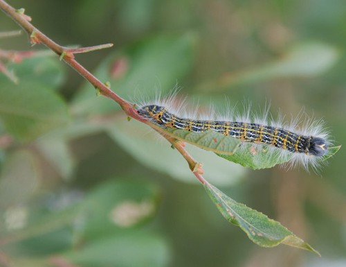 Photo 6x4 buff tip - photo,