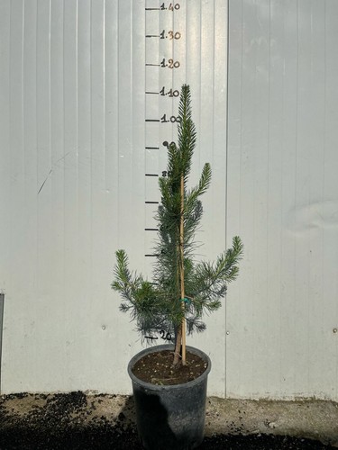 Pinus sylvestris pino - sylvestris, (pino