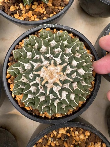 4pcs ariocarpus - 4pcs,