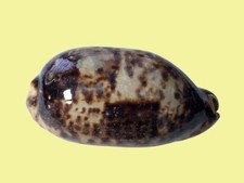 Cypraea testudinaria, Nha Trang, Vietnam, 129,3 mm, EXTRA LARGE, HARD SIZE NOW
