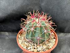 FEROCACTUS GRACILIS COLORATUS -VIVAIO IL GIARDINO DI MAYA CACTUS SUCCULENTE A61