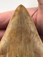 Dente megalodon cm - dente,