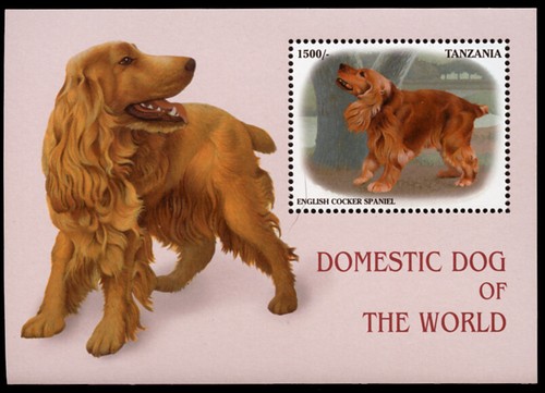 Cocker spaniel golden dog - cocker,