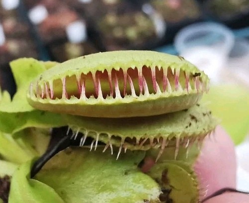 Dionaea muscipula alien - muscipula, 'alien'