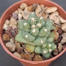 Coryphantha runyonii f