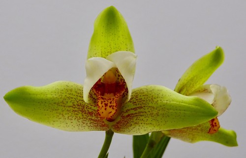 Lycaste species deppei - lycaste, profumo