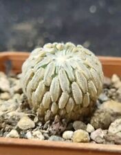 PELECYPHORA ASELLIFORMIS own roots 2,5CM aztekium copiapoa euphorbia astrophytum