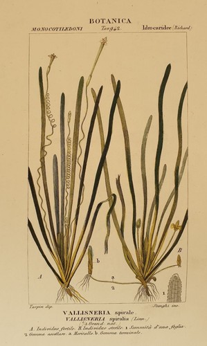 Turpin vallisneria spirale - turpin,