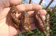 NAGA MORICH CIOCCOLATO