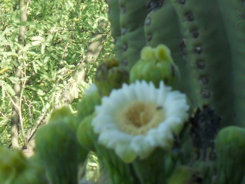 SAGUARO
