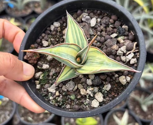 Rara pianta cactus sansevieria - rara,