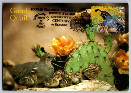 3293d sonoran desert gambel - #3293d,