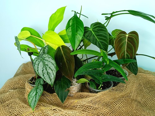 Set baby plants 7 - set, of