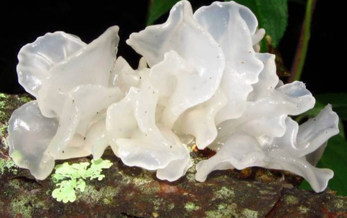 Tremella fuciformis fungo